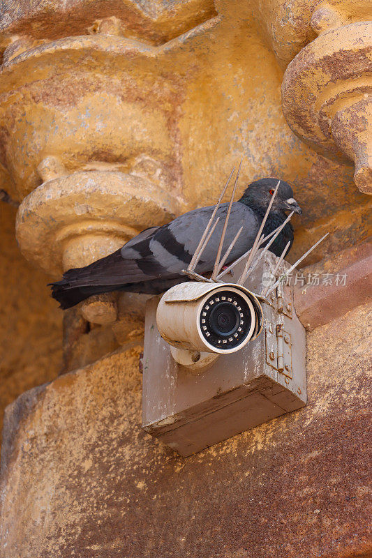 从下方拍摄的野生雄性家鸽(Columba livia domestica)栖息在公共建筑的安全摄像头上，周围是防虫鸟金属钉